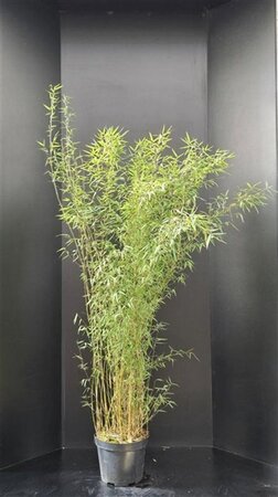 Fargesia 'Jiuzhaigou 1' 125-150 cm cont. 10L - afbeelding 4