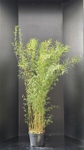 Fargesia 'Jiuzhaigou 1' 125-150 cm cont. 10L - afbeelding 4