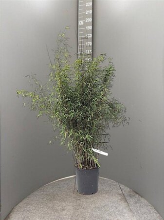 Fargesia 'Jiuzhaigou 1' 125-150 cm cont. 15L - afbeelding 4