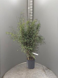 Fargesia 'Jiuzhaigou 1' 125-150 cm cont. 15L - afbeelding 4