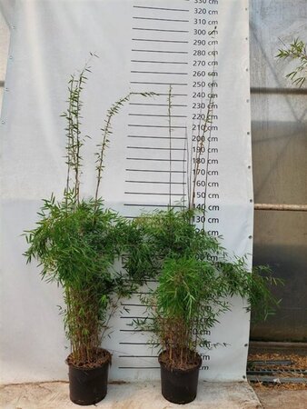 Fargesia 'Jiuzhaigou 1' 125-150 cm cont. 15L - afbeelding 3