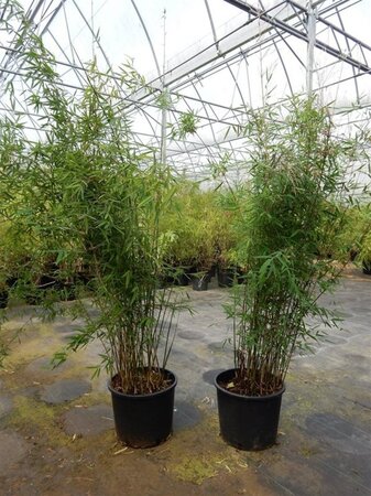 Fargesia 'Jiuzhaigou 1' 150-175 cm cont. 15L - afbeelding 3