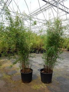 Fargesia 'Jiuzhaigou 1' 150-175 cm cont. 15L - afbeelding 3