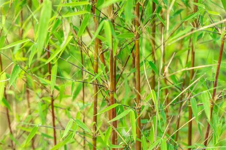 Fargesia 'Jiuzhaigou 1' 175-200 cm cont. 15L - afbeelding 1