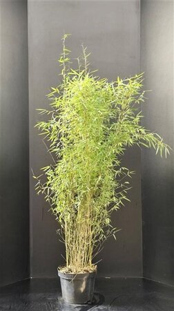 Fargesia 'Jiuzhaigou 1' 80-100 cm cont. 10L - afbeelding 4