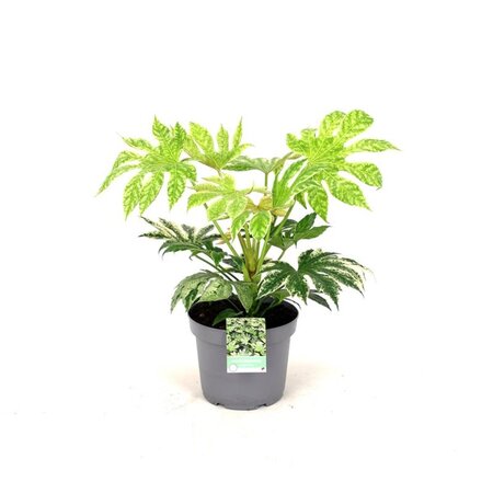 Fatsia japonica 'Spider's Web' geen maat specificatie cont. 12L - afbeelding 2