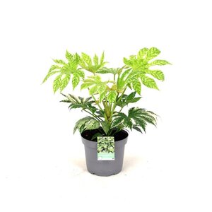 Fatsia japonica 'Spider's Web' geen maat specificatie cont. 12L - afbeelding 2