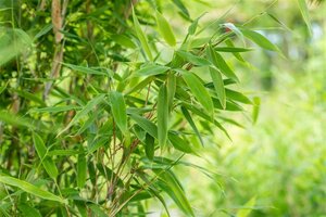 Fargesia mur. 'Jumbo' 150-175 cm cont. 15L