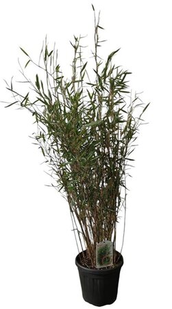 Fargesia nitida 'Black Pearl' 100-125 cm cont. 10L - afbeelding 3