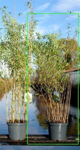 Fargesia nitida 'Black Pearl' 125-150 cm cont. 10L - afbeelding 3