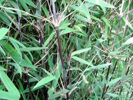 Fargesia nitida 'Black Pearl' 125-150 cm cont. 10L - afbeelding 4