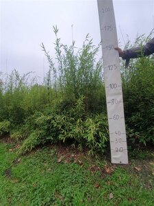 Fargesia nitida 'Black Pearl' 125-150 cm cont. 10L - afbeelding 5