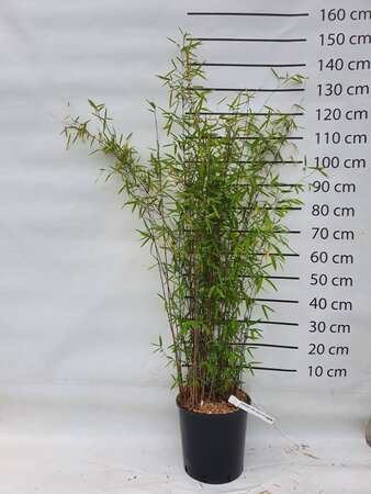 Fargesia nitida 'Black Pearl' 125-150 cm cont. 15L - afbeelding 6