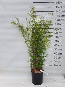 Fargesia nitida 'Black Pearl' 125-150 cm cont. 15L - afbeelding 6