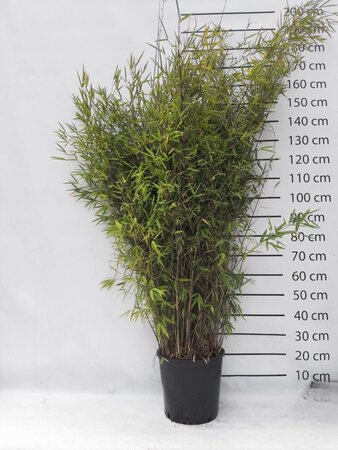 Fargesia nitida 'Black Pearl' 125-150 cm cont. 15L - afbeelding 7