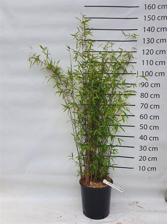 Fargesia nitida 'Black Pearl' 125-150 cm cont. 15L - afbeelding 6