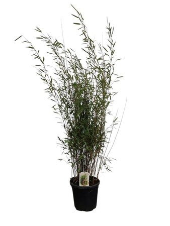 Fargesia nitida 'Black Pearl' 125-150 cm cont. 15L - afbeelding 3