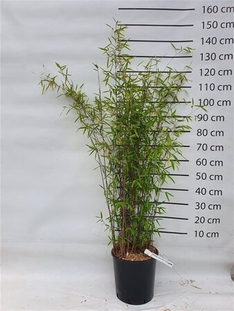 Fargesia nitida 'Black Pearl' 125-150 cm cont. 15L - afbeelding 7
