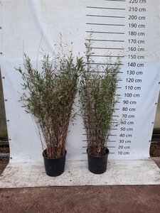 Fargesia nitida 'Black Pearl' 125-150 cm cont. 15L - image 4