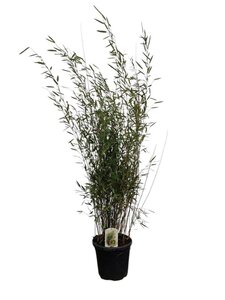 Fargesia nitida 'Black Pearl' 125-150 cm cont. 15L - image 3