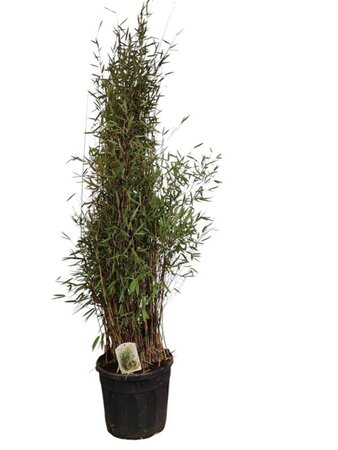 Fargesia nitida 'Black Pearl' 150-175 cm cont. 30L - afbeelding 3