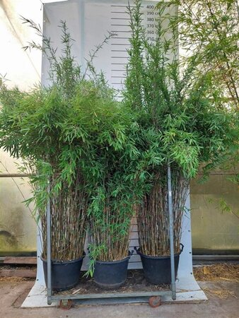 Fargesia nitida 'Black Pearl' 150-175 cm cont. 30L - afbeelding 4