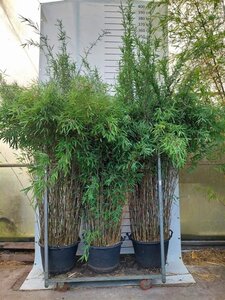 Fargesia nitida 'Black Pearl' 150-175 cm cont. 30L - afbeelding 4