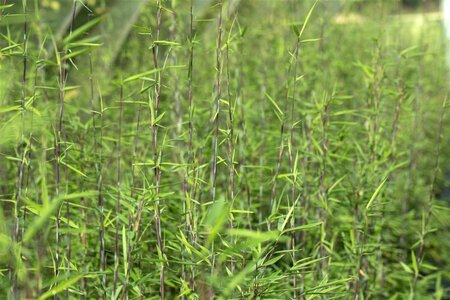 Fargesia nitida 'Black Pearl' 150-175 cm cont. 7,5L - afbeelding 2