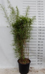 Fargesia nitida 'Black Pearl' 175-200 cm cont. 30L - afbeelding 4