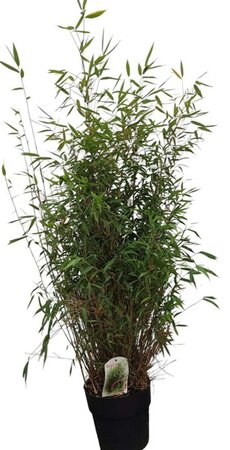 Fargesia nitida 'Great Wall' 100-125 cm cont. 10L