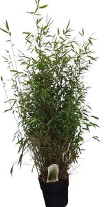 Fargesia nitida 'Great Wall' 100-125 cm cont. 10L