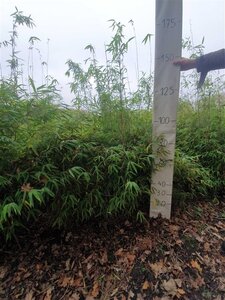 Fargesia nitida 'Great Wall' 125-150 cm cont. 10L