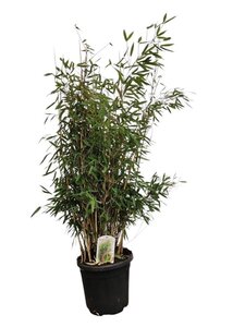 Fargesia nitida 'Great Wall' 125-150 cm cont. 15L