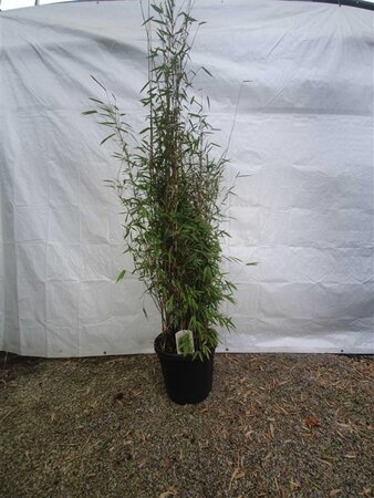 Fargesia nitida 'Great Wall' 150-175 cm cont. 30L