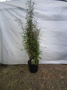 Fargesia nitida 'Great Wall' 150-175 cm cont. 30L