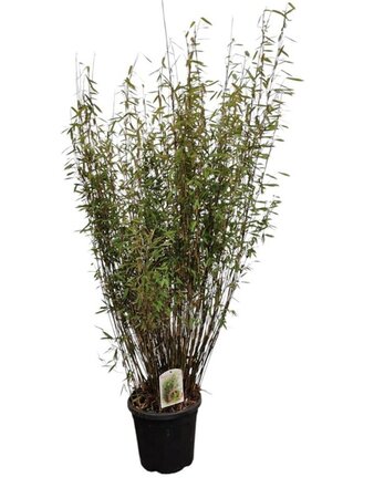 Fargesia nitida 'Volcano' 80-100 cm cont. 15L - afbeelding 3