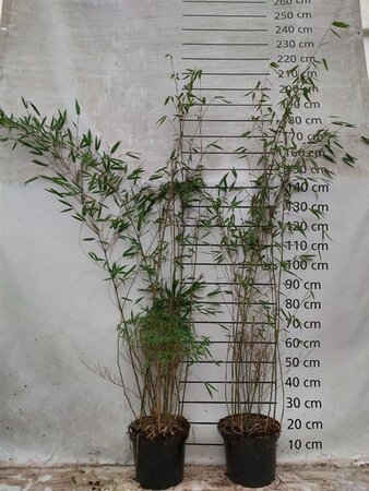 Fargesia 'Obelisk' 125-150 cm cont. 10L - image 3