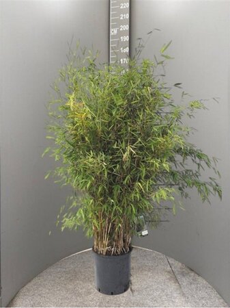 Fargesia 'Obelisk' 125-150 cm cont. 15L - afbeelding 2