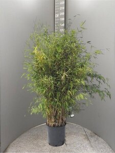 Fargesia 'Obelisk' 125-150 cm cont. 15L - afbeelding 2