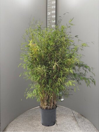 Fargesia 'Obelisk' 125-150 cm cont. 15L - afbeelding 2