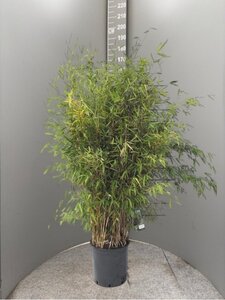 Fargesia 'Obelisk' 125-150 cm cont. 15L - afbeelding 2