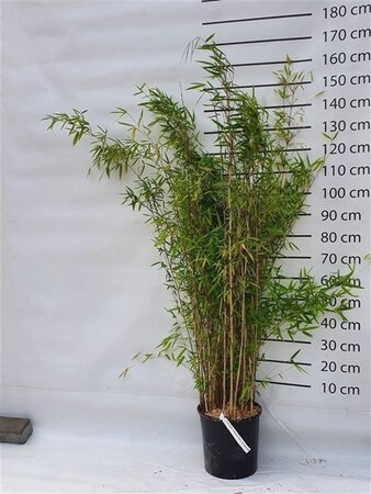Fargesia 'Obelisk' 150-175 cm cont. 15L - afbeelding 3