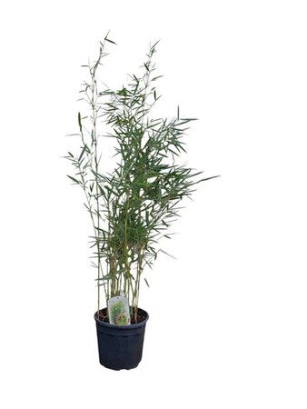 Fargesia robusta 'Campbell' 100-125 cm cont. 10L - afbeelding 2