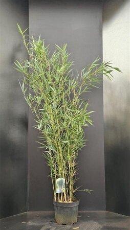 Fargesia robusta 'Campbell' 100-125 cm cont. 10L - afbeelding 4