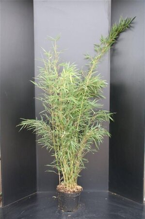 Fargesia robusta 'Campbell' 125-150 cm cont. 10L - afbeelding 5