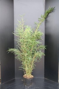 Fargesia robusta 'Campbell' 125-150 cm cont. 10L - afbeelding 5
