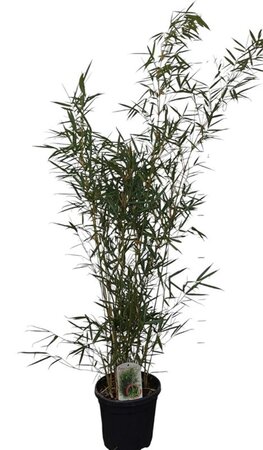 Fargesia robusta 'Campbell' 125-150 cm cont. 10L - afbeelding 3