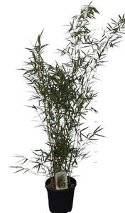 Fargesia robusta 'Campbell' 125-150 cm cont. 10L - afbeelding 3