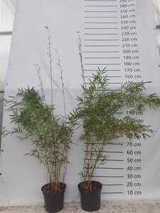 Fargesia robusta 'Campbell' 125-150 cm cont. 10L - afbeelding 2