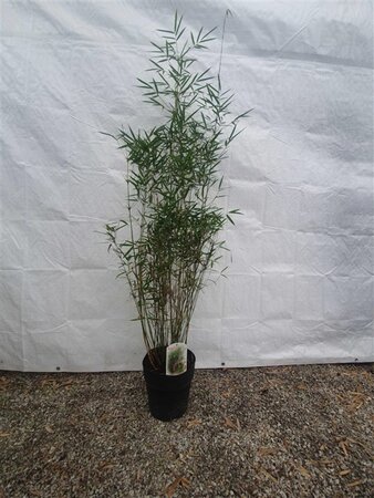 Fargesia robusta 'Campbell' 125-150 cm cont. 10L - afbeelding 4